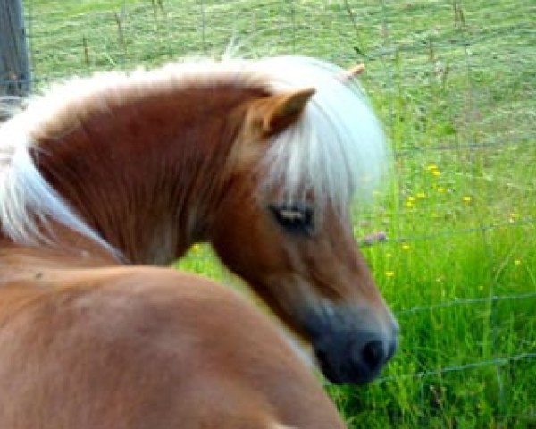 broodmare Korina van de Dekkenhoeve (Shetland pony (under 87 cm), 1995, from Expensive van Bromishet)