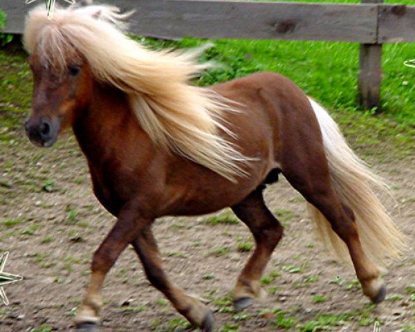 Deckhengst Milord of Sportview (Shetland Pony (unter 87 cm), 1997, von Expensive van Bromishet)