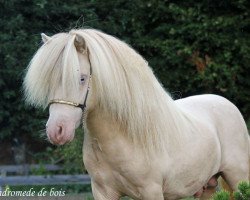 Deckhengst Andromede des bois (Shetland Pony (unter 87 cm), 2010, von Zorro v.´t Mastbos)