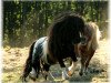Deckhengst Knutje de Valk (Shetland Pony (unter 87 cm), 1992, von Tornado van de Frisse Lucht)