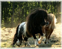 stallion Knutje de Valk (Shetland pony (under 87 cm), 1992, from Tornado van de Frisse Lucht)