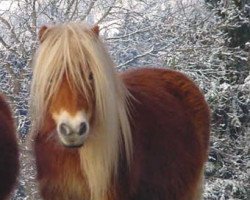 broodmare Flaygirl van Wegdam (Shetland pony (under 87 cm), 1991, from Parlington Pimpernell)