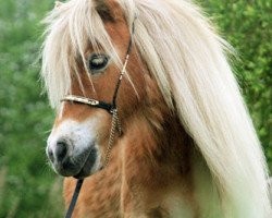 broodmare Otirza van Wegdam (Shetland pony (under 87 cm),  , from Ksarinor du Carpentier)