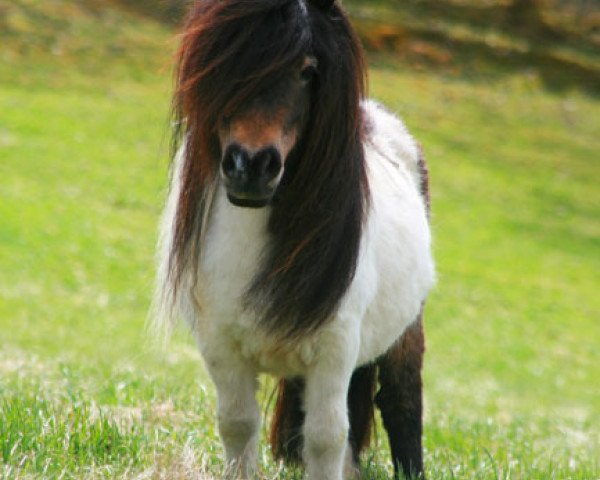 broodmare Fantasia el Saraja (Shetland pony (under 87 cm),  , from Karat El Saraja)