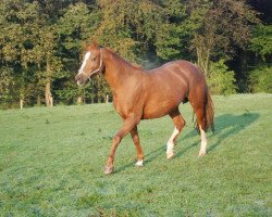 broodmare Chipaya (Westphalian, 1997, from Carte d'Or)