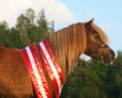 Zuchtstute Veerle uit d´n hoek (Shetland Pony (unter 87 cm),  , von Oscar van de Hoeve)