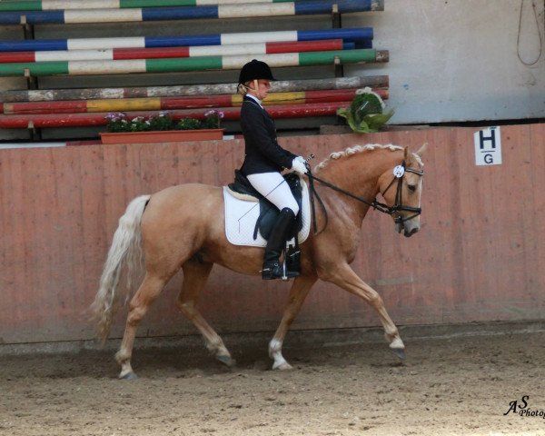 dressage horse Demargeaux (German Riding Pony, 2003, from Deviano)