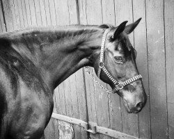 dressage horse Ricky (Mecklenburg, 1998, from Rubinstern)