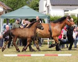 horse Stute von Martell / Edgar (Rhenish-German Cold-Blood, 2014, from Martell)