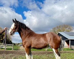 Pferd Priest Valley Emily Jane (Clydesdale, 2015, von Mountain Meadows New Image)