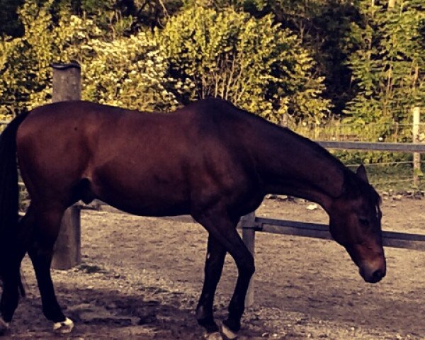 jumper Gonosz (Hungarian Warmblood, 1993, from Aldato III)