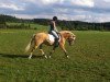 horse Jaqueline 57 (Haflinger, 1998, from Nuko (3,125% ox))