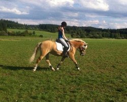 horse Jaqueline 57 (Haflinger, 1998, from Nuko (3,125% ox))