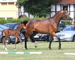 stallion Pacificus 5 (Westphalian, 2014, from Pilothago Dxb)