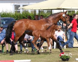 Springpferd Clementine O (Westfale, 2014, von Cascadello II)