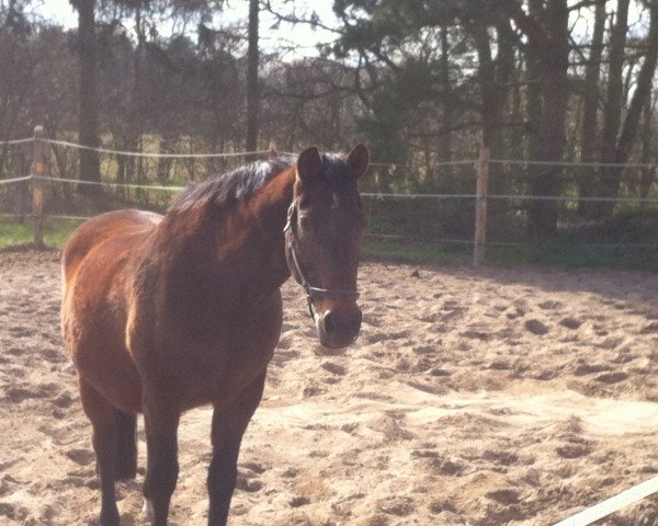 broodmare Wendy (Hanoverian, 1990, from Wendenburg)