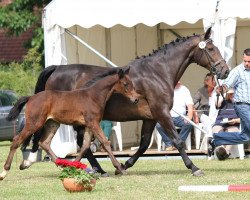 Pferd Beniamino Piccolino (Westfale, 2014, von Black Jack 175)