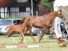 dressage horse Estrelinha (Westphalian, 2014, from Sir Heinrich OLD)