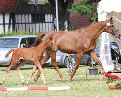 dressage horse Estrelinha (Westphalian, 2014, from Sir Heinrich OLD)