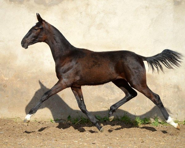 horse Kaharman (Akhal-Teke, 2014, from Monmartr)