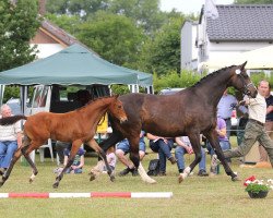 dressage horse Stute von Lord Leatherdale (Westphalian, 2014, from Lord Leatherdale)