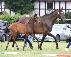 dressage horse Stute von Van Vivaldi (Westphalian, 2014, from Van Vivaldi)