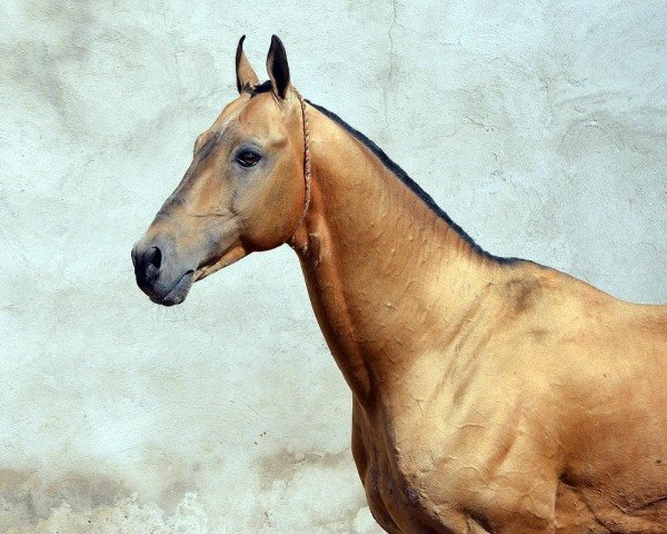 stallion Baitas (Akhal-Teke, 2002, from Salyr)