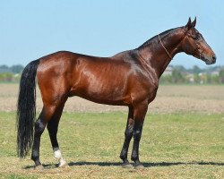 horse Galamat (Akhal-Teke, 2006, from Gechigaplan)