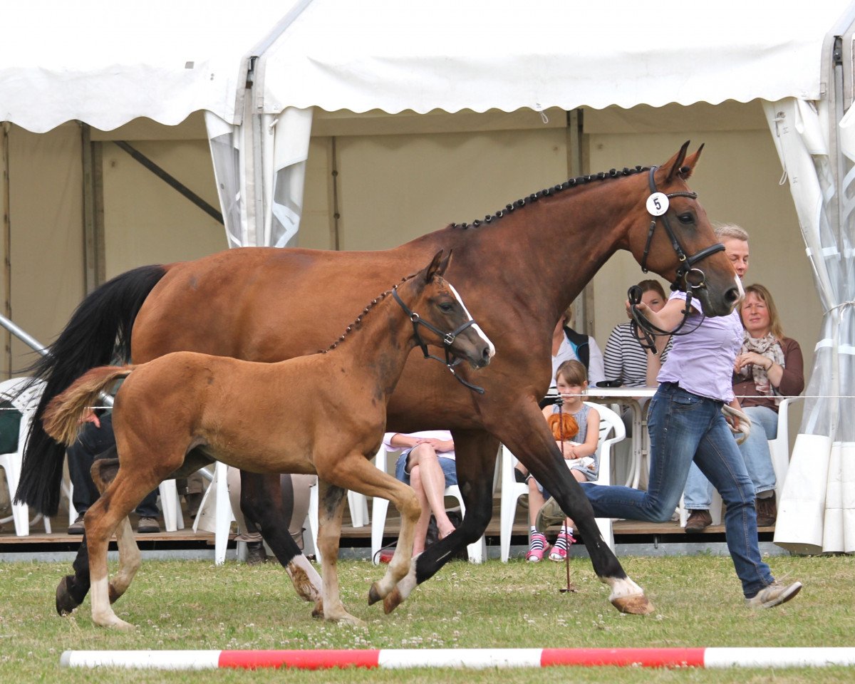 broodmare Sunfire (Westphalian, 2014, from Sunday)