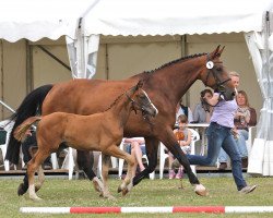 broodmare Sunfire (Westphalian, 2014, from Sunday)