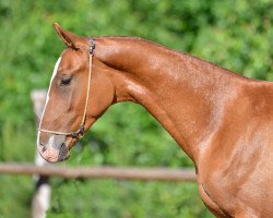 horse Loki Geli (Akhal-Teke, 2012, from Damir-Geli)