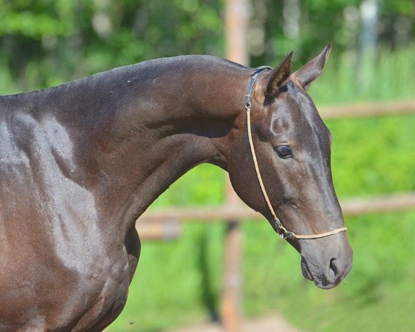 horse Darhan-Bay (Akhal-Teke, 2012, from Akderek)