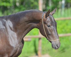 horse Darhan-Bay (Akhal-Teke, 2012, from Akderek)