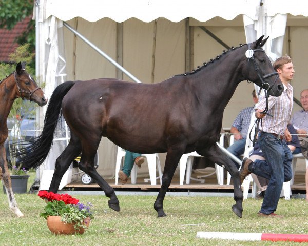 broodmare Adlanta 6 (Hanoverian, 2004, from Adlantico As)