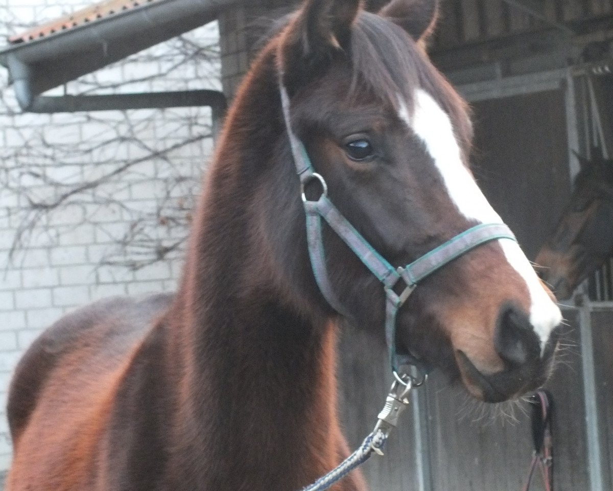 dressage horse Sunny (Westphalian, 2012, from Show Star)