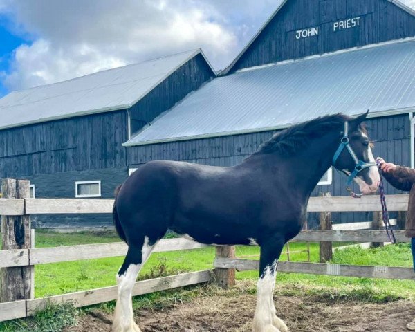 horse Priest Valley Miss Violet (Clydesdale, 2019, from Terragold Picasso)