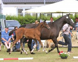 horse Stute von Chaccato (Westfale, 2014, from Chaccato)