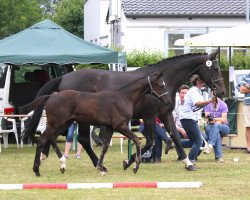 dressage horse Hengst von Sir Heinrich (Westphalian, 2014, from Sir Heinrich OLD)