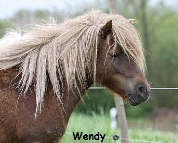 broodmare Wendy von Dalberg (Shetland Pony, 2003, from Wildfang A 282)