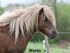 Zuchtstute Wendy von Dalberg (Shetland Pony, 2003, von Wildfang A 282)