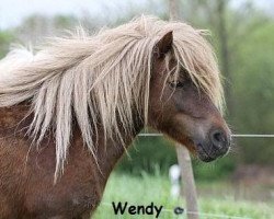 Zuchtstute Wendy von Dalberg (Shetland Pony, 2003, von Wildfang A 282)