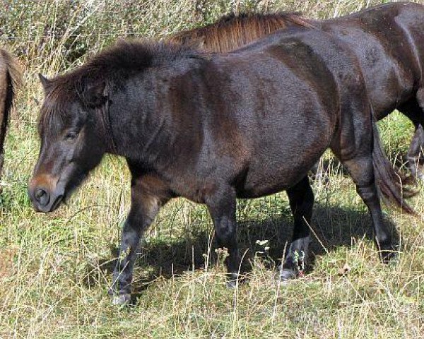 Zuchtstute Dolly (Shetland Pony, 2007, von Franz)