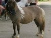 broodmare Silbersees Elea (Shetland Pony, 2009, from Orpheus)