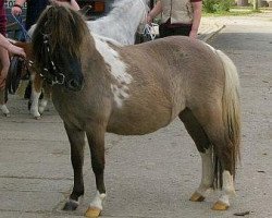 broodmare Silbersees Elea (Shetland Pony, 2009, from Orpheus)