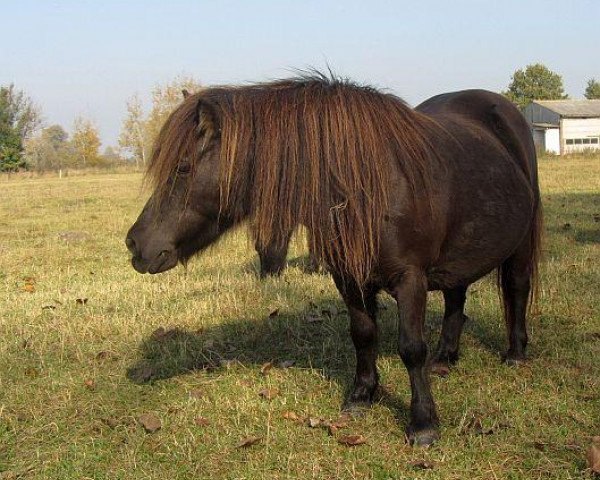 Zuchtstute Betty I (Shetland Pony, 2001, von Advokat)