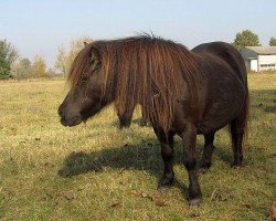 broodmare Betty I (Shetland Pony, 2001, from Advokat)