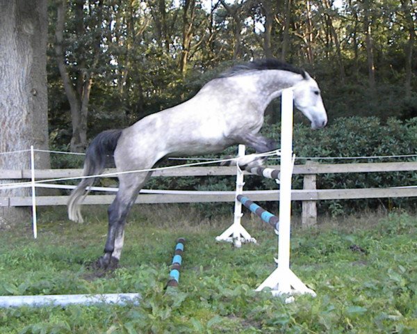 broodmare Chippy Dream D (KWPN (Royal Dutch Sporthorse), 2007, from Crusador Tn)