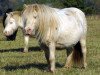 Zuchtstute Biene V (Shetland Pony, 1997, von Perseus II)