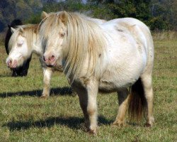 broodmare Biene V (Shetland Pony, 1997, from Perseus II)