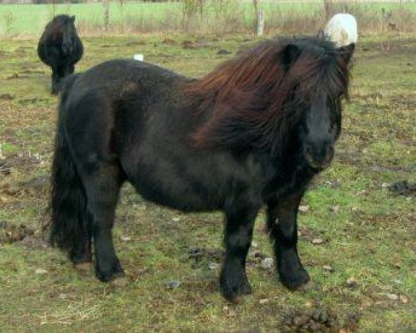 broodmare Bonnie (Shetland Pony, 2003, from Gianni)